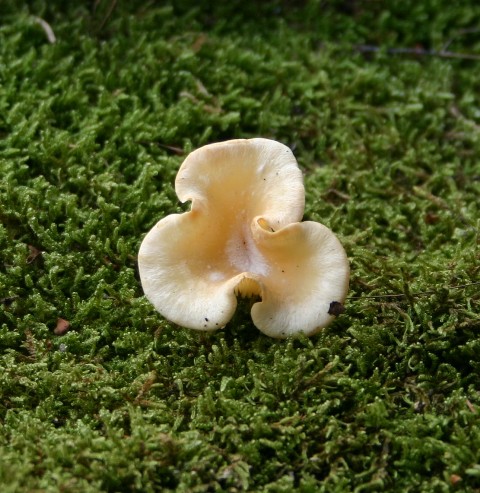 Lentinellus suavissimus?